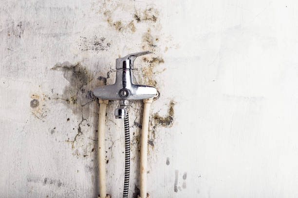 Best Basement Mold Remediation in Kannapolis, NC