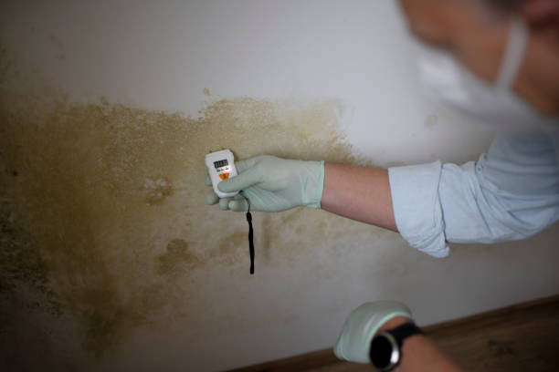  Kannapolis, NC Mold Removal Pros