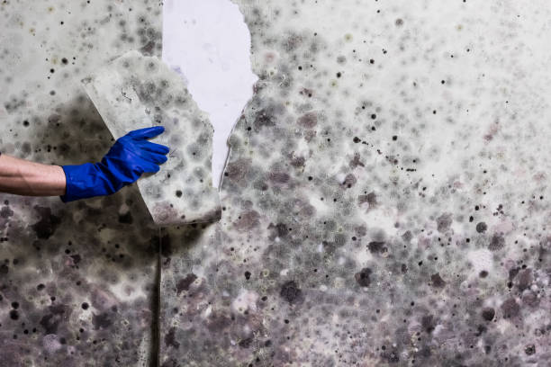 Best Localized Mold Remediation (e.g., coastal areas, humid climates) in Kannapolis, NC