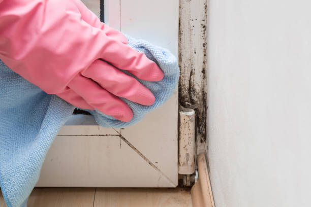 Best Bathroom Mold Remediation in Kannapolis, NC