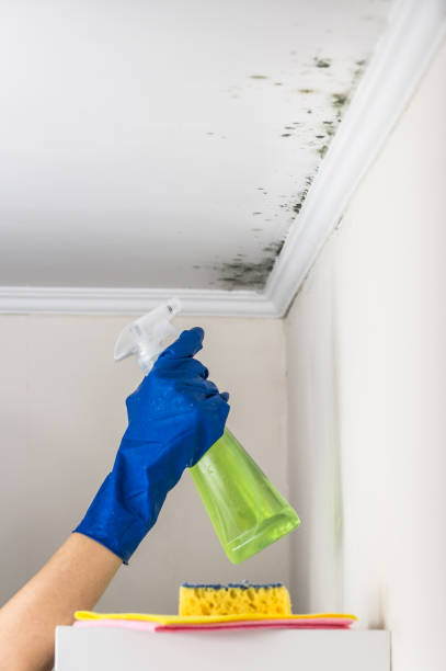 Best Industrial Mold Remediation in Kannapolis, NC